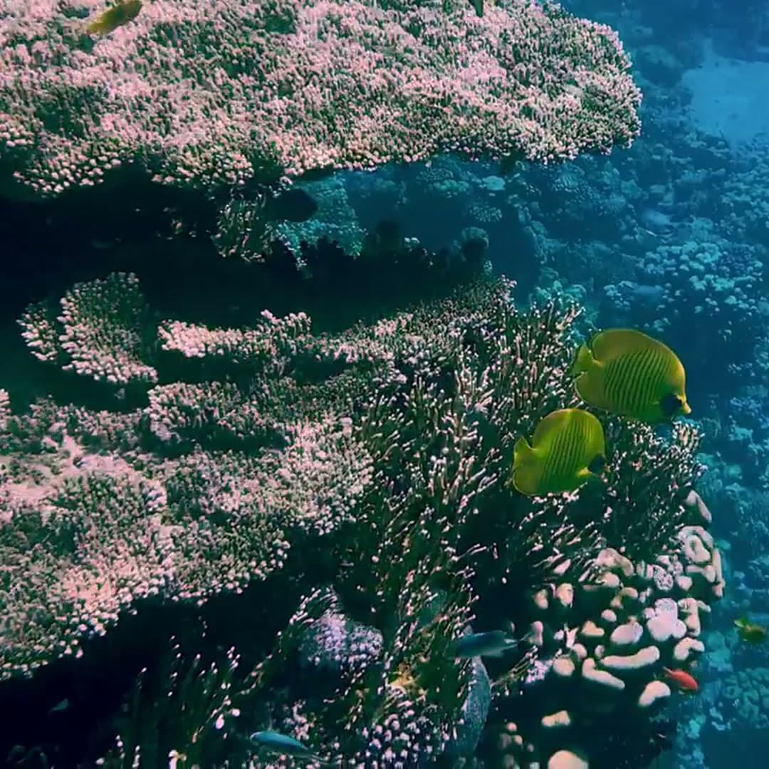Tortuga Island Snorkelling — Snorkelling